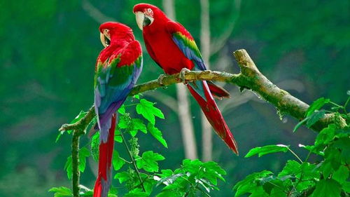 什么星座的鹦鹉好玩